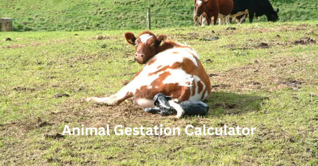 Animal Gestation Calculator