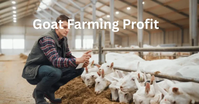 Goat Farming for Beginners