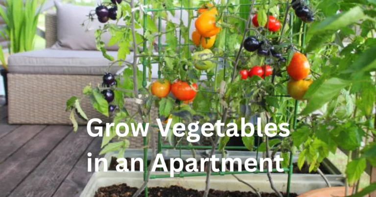 How to Grow Vegetables in an Apartment