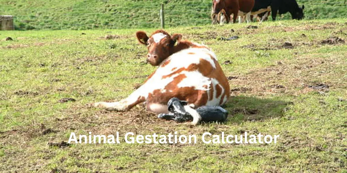 Animal Gestation Calculator