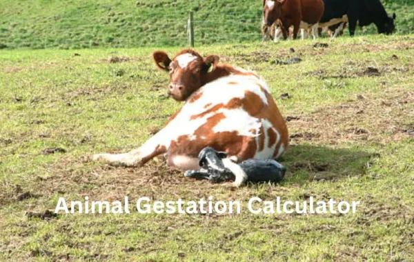 Animal Gestation Calculator