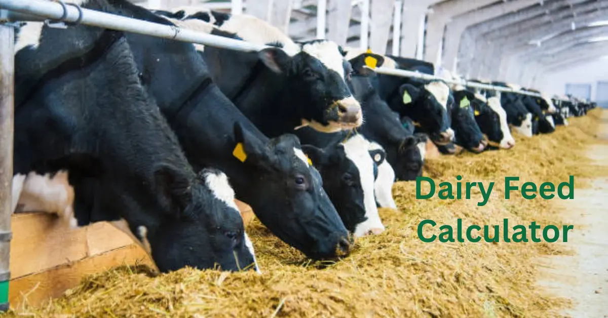 Dairy Feed Calculator