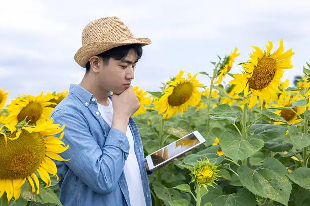 Sunflower Oil Yield Calculator