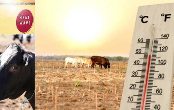 Livestock Heat Stress Index