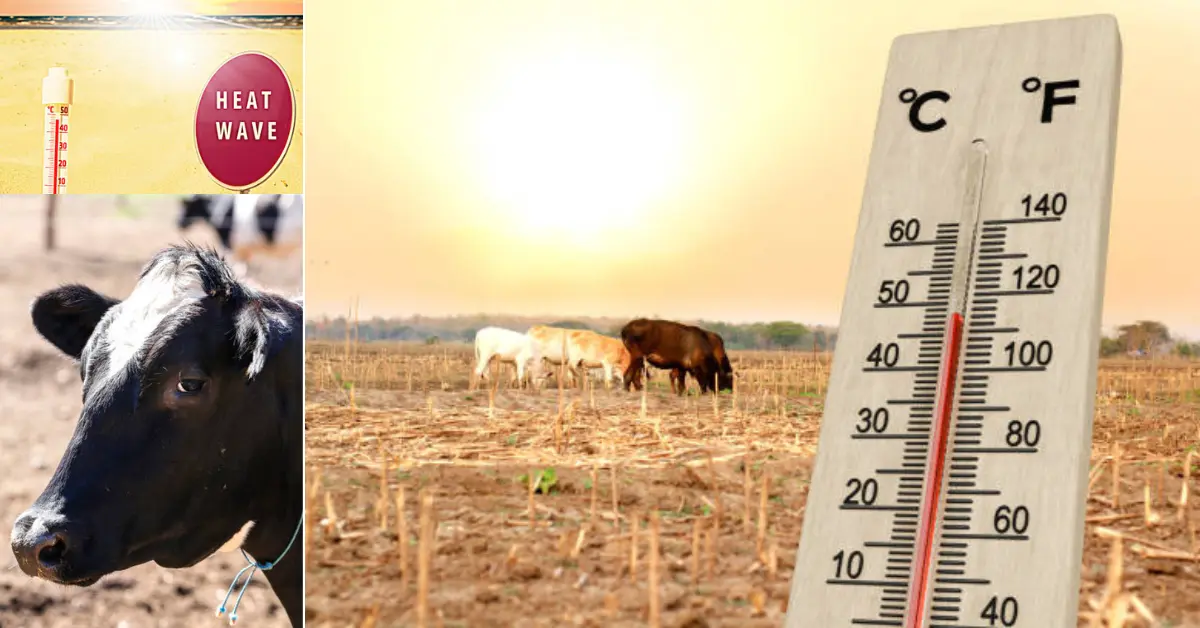 Livestock Heat Stress Index Calculator: Check THI & Heat Stress Risk Level for Cattle, Buffalo & Poultry Free 1 Livestock Heat Stress Index
