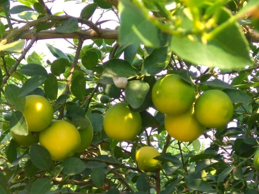 Lalita's lemon farm