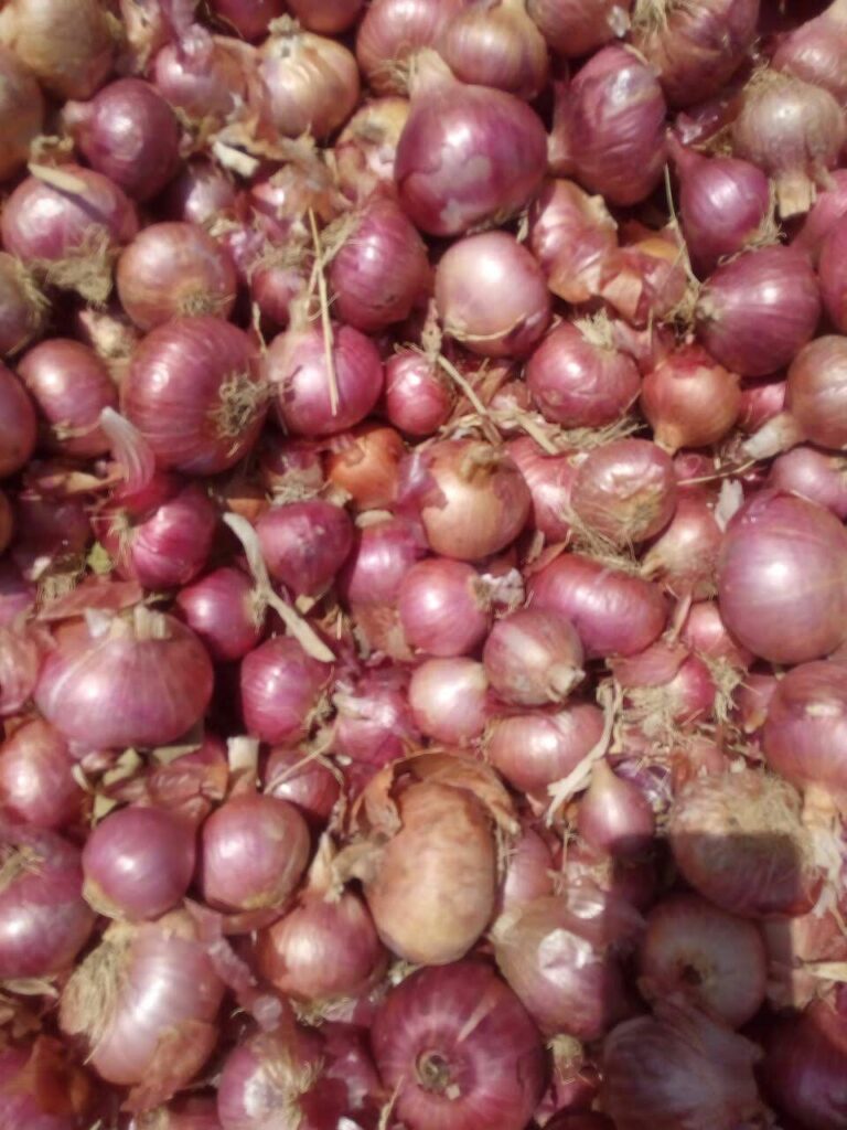 Onions harvesting in Lalita's farm