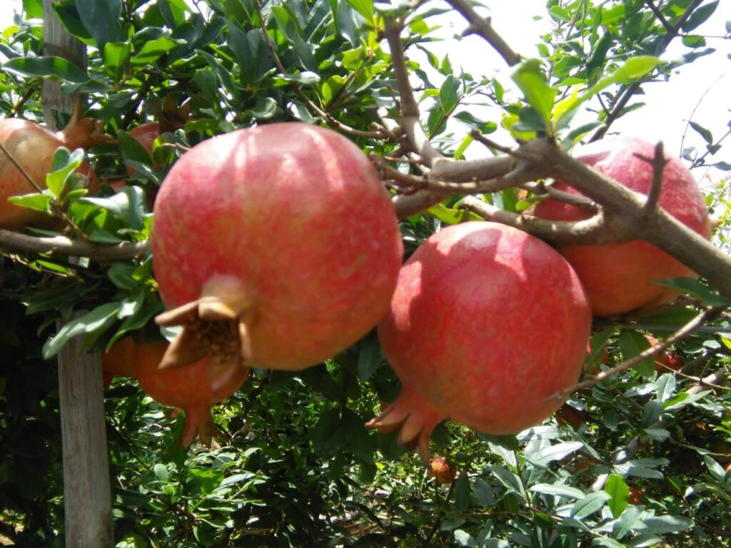 Export Quality fruits collecting from Lalita's farm