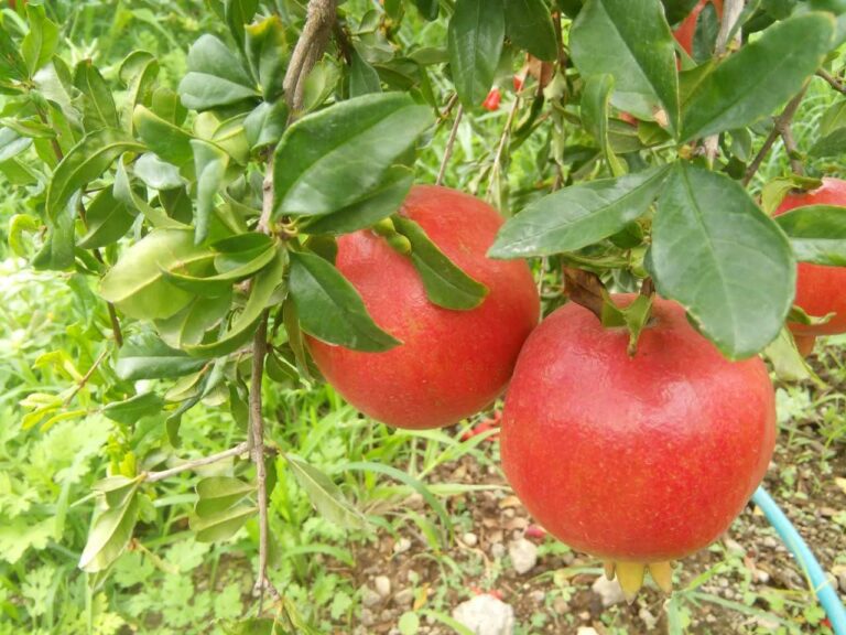 IMG 20180714 WA0059
