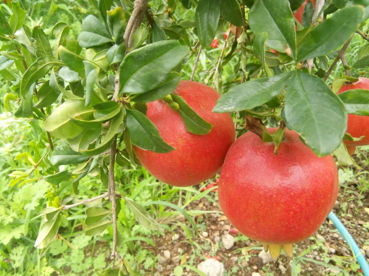 IMG 20180714 WA0059