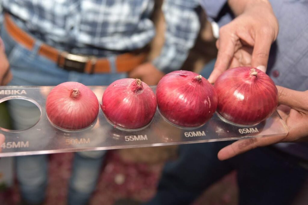 Smart Oil Yield Calculator: Calculate Oil Output, By-Product for 31 Oilseeds, Nuts, Fruits, and Herbal Crops 3 Onion grading on Lalit's Farm