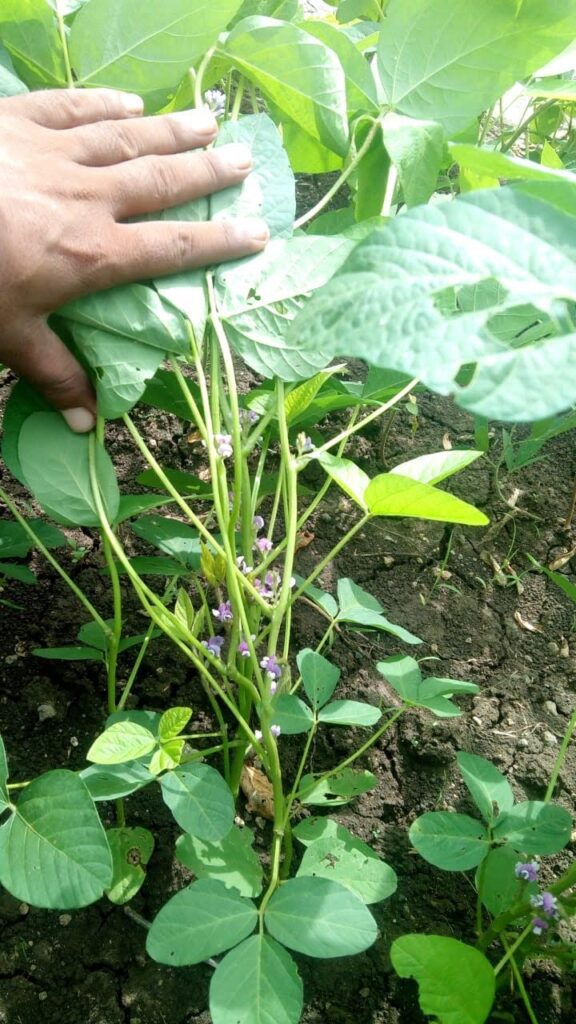 Crop Growing Season Planner Calendar Calculator: Find What to Plant This Month, Compare Varieties, and Get Personalized Recommendations. 3 Crop Growing Season Planner at Lalita's farm