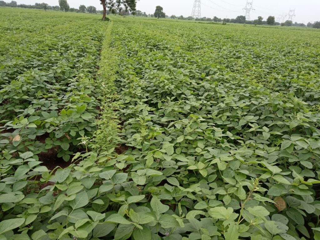 Soil Organic Carbon to NPK Calculator: How Much Nutrition Is Your Soil Already Providing? Check Free 2 Lalita's organic farming