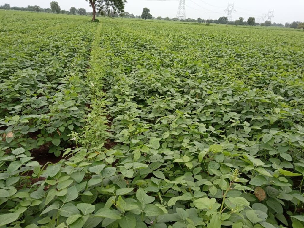 Irrigation Scheduling