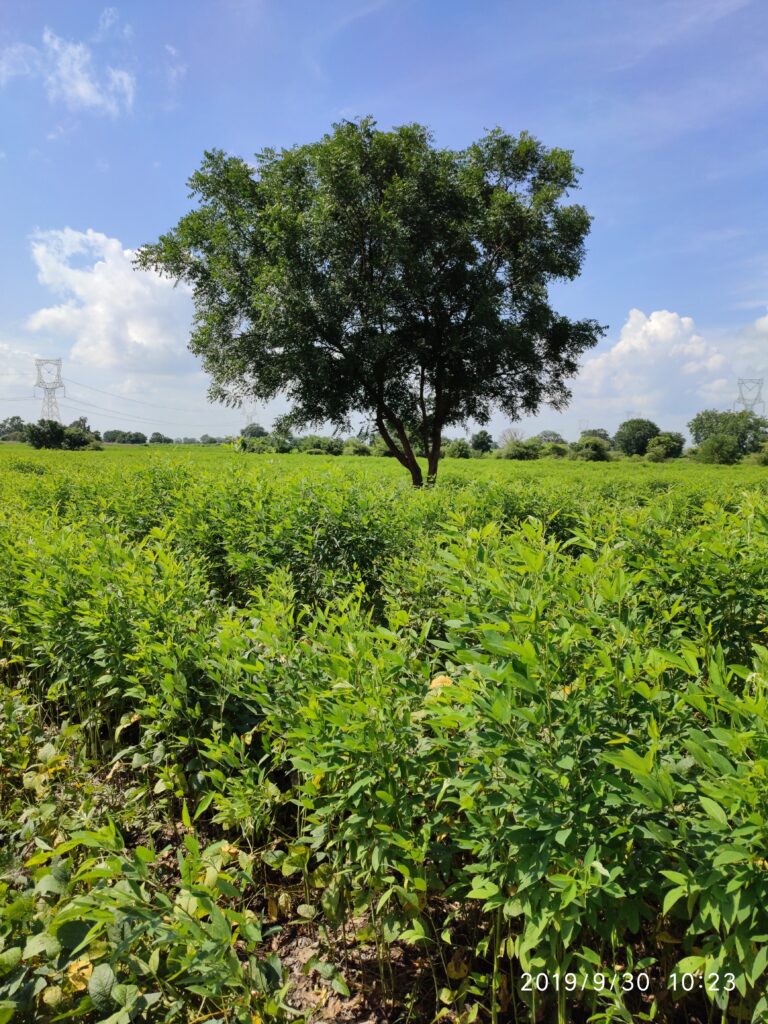 Tree Yield and Revenue Calculator: Calculate Timber Volume, Heartwood Weight & Agroforestry Income. 3 Lalita's farm